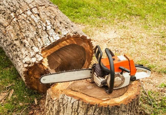 Tree felling Bulawayo